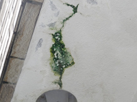 【コケ】コケが付着している